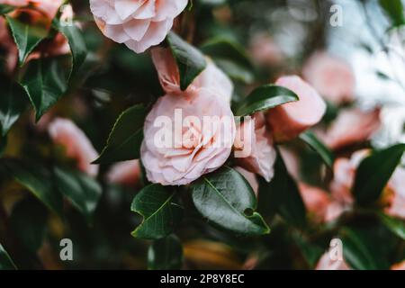 Camelia rosa japonica, conosciuta come camelia comune, o camelia giapponese Foto Stock