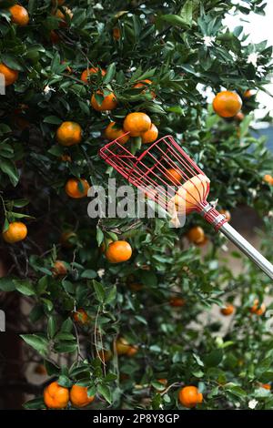 A citrus picker choosing a perfect orange clementine satsuma tree blooming with fruit in the winter season in the south Foto Stock
