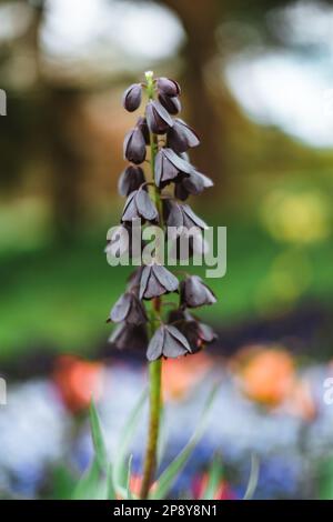 La Fritillaria persica è una specie di pianta fiorita della famiglia delle Liliacee Foto Stock