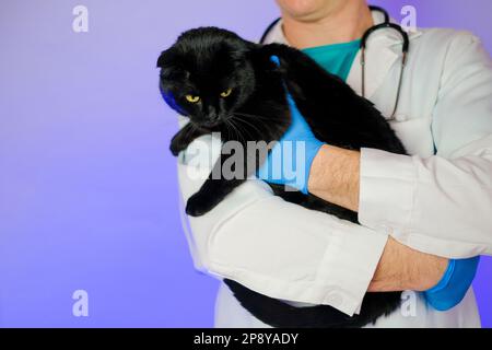 Gatto alla reazione di vet.cats al dottore. Esaminare un gatto con un medico. Gatto nero nelle mani di un veterinario su uno sfondo viola.Medicina per Foto Stock