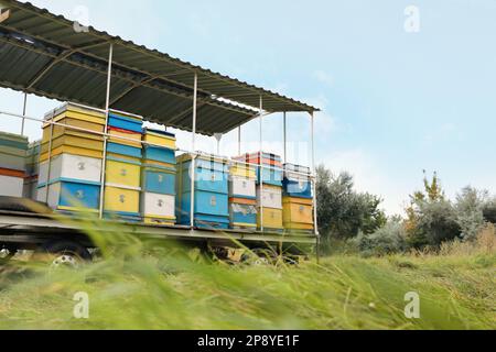 Molti alveari colorati delle api all'aperto apiario Foto Stock
