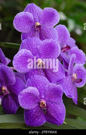 Vanda orchidee fiore, primo piano nella città di Can Tho, Vietnam Foto Stock