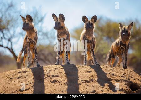 Cani dipinti africani in selvaggio Foto Stock