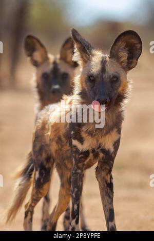 African Painted Dog in Wild Foto Stock