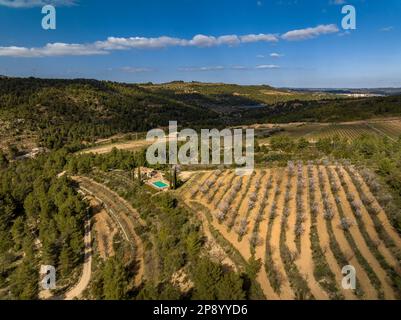 Veduta aerea dei campi di mandorle in primavera in una fattoria vicino al fiume Canaletes tra Horta e Bot (Terra alta, Tarragona, Catalogna, Spagna) Foto Stock