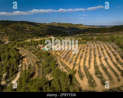 Veduta aerea dei campi di mandorle in primavera in una fattoria vicino al fiume Canaletes tra Horta e Bot (Terra alta, Tarragona, Catalogna, Spagna) Foto Stock