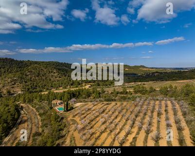 Veduta aerea dei campi di mandorle in primavera in una fattoria vicino al fiume Canaletes tra Horta e Bot (Terra alta, Tarragona, Catalogna, Spagna) Foto Stock