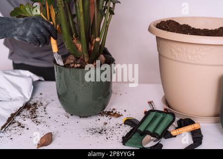 Un uomo prepara la pianta domestica per trapiantare in pentola più grande Foto Stock