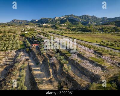 Veduta aerea della città di Tivissa, la Serra de Tivissa gamma e campi di ulivi e mandorli in fiore in primavera, Ribera d'Ebre, Tarragona, Spagna Foto Stock