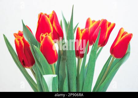 Bouquet con tulipani rossi isolati su bianco Foto Stock