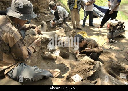 I paleontologi e gli abitanti del villaggio stanno lavorando durante lo scavo di fossili di una specie di elefante estinta scientificamente identificata come Elephas hysudrindicus, o popolarmente chiamata 'elefante di Blora', a Sunggun, Mendalem, Kradenan, Blora, Giava centrale, Indonesia. Durante lo scavo, un team di scienziati della ricerca sui vertebrati (Agenzia geologica, Ministero indonesiano dell'energia e delle risorse minerali) guidati dai paleontologi Iwan Kurniawan e Fachroel Aziz ha scoperto quasi interamente le ossa della specie (circa il 90%) che in seguito avrebbero permesso loro di costruire una ricostruzione scientifica, che è... Foto Stock