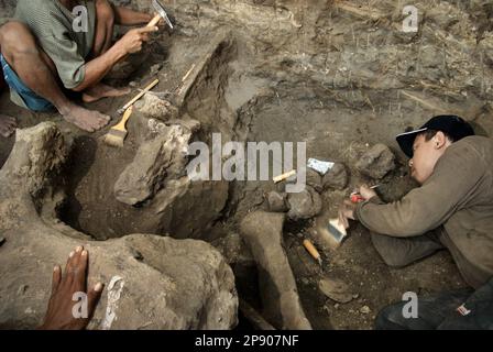 Paleontologo e abitanti del villaggio stanno lavorando durante lo scavo di fossili di una specie di elefante estinta scientificamente identificata come Elephas hysudrindicus, o popolarmente chiamata 'elefante di Blora', a Sunggun, Mendalem, Kradenan, Blora, Giava centrale, Indonesia. Durante lo scavo, un team di scienziati della ricerca sui vertebrati (Agenzia geologica, Ministero indonesiano dell'energia e delle risorse minerali) guidati dai paleontologi Iwan Kurniawan e Fachroel Aziz ha scoperto quasi interamente le ossa della specie (circa il 90%) che in seguito avrebbero permesso loro di costruire una ricostruzione scientifica, che è... Foto Stock