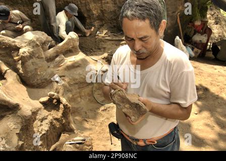 Fachroel Aziz, professore di ricerca in paleontologia vertebrata, viene fotografato presso il sito di scavo di Elephas hysudrindicus, una specie di elefante estinta vissuta durante l'epoca del Pleistocene, più tardi conosciuta come 'elefante di Blora', a Sunggun, Mendalem, Kradenan, Blora, Giava Centrale, Indonesia. Foto Stock