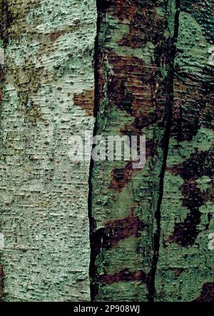 Old Growth Yellow Birch Bark presso l'area naturale della foresta statale di Hemlocks, Perry County, Pennsylvania Foto Stock