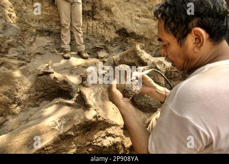 Fachroel Aziz, professore di ricerca in paleontologia vertebrata, viene fotografato presso il sito di scavo di Elephas hysudrindicus, una specie di elefante estinta vissuta durante l'epoca del Pleistocene, più tardi conosciuta come 'elefante di Blora', a Sunggun, Mendalem, Kradenan, Blora, Giava Centrale, Indonesia. Foto Stock