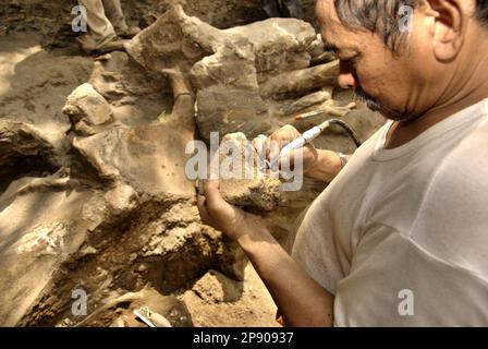 Fachroel Aziz, professore di ricerca in paleontologia vertebrata, viene fotografato presso il sito di scavo di Elephas hysudrindicus, una specie di elefante estinta vissuta durante l'epoca del Pleistocene, più tardi conosciuta come 'elefante di Blora', a Sunggun, Mendalem, Kradenan, Blora, Giava Centrale, Indonesia. Foto Stock