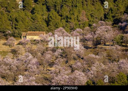 Campo di mandorli in fiore vicino all'eremo di Sant Blai, nella Serra de Tivissa (Ribera d'Ebre, Tarragona, Catalogna, Spagna) Foto Stock