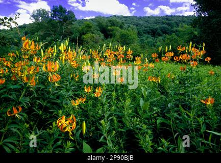 Selvaggio e nativo Turks Cap Lily Growinf in Potter County, Pennsylvania Foto Stock