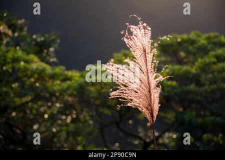 Primo piano dei fiori di canna presi in controluce. Lo sfondo è alberi verdi sfocati. Prestare attenzione ai cambiamenti climatici e allo sviluppo industriale. Taiwan Foto Stock