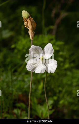 Sbiadendo fiore bianco di anemone ninnevato, Anemone sylvestris, in mezzo a stele, primo piano con fuoco selettivo. Foto Stock