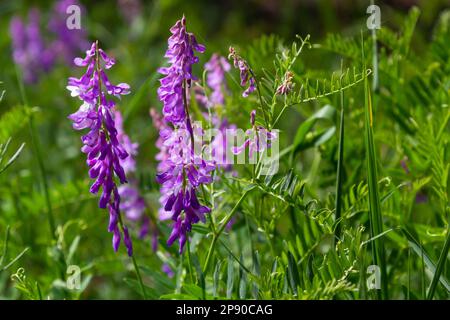 Fragile sfondo viola fiori. Vetch Woolly o Fodder, villos Vicia, fioritura in giardino primaverile. Foto Stock