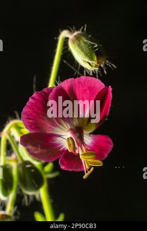 Il Phaeum di geranio, comunemente chiamato becco di gru fusky, piangente vedova o vedova nera, è una specie erbacea della famiglia delle Geraniacee. Fiori di Foto Stock