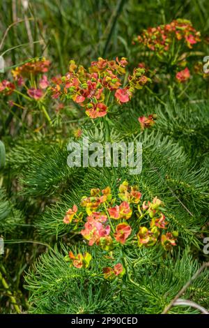 Cypress spurge euforbia ciparissias - erba naturale verde, pianta in fiore. Foto Stock