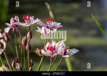 Primo piano dell'infiorescenza umbel-come di corsa fiorente o corsa di erba Butomus umbellatus in piena fioritura. Europa. Foto Stock