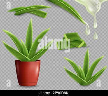 Set di piante medicinali Aloe vera, illustrazione con isolamento vettoriale Illustrazione Vettoriale