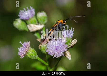 Forester Moth, Artona Walkeri, con falene camuffate, Eublemma sp, su fiore di Goatweed, Ageratum conyzoides, Klungkung, Bali, Indonesia Foto Stock