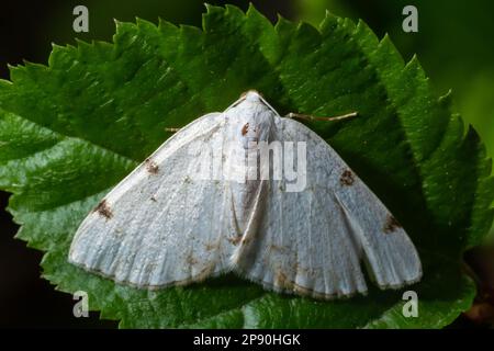 Lomographa temerata, l'argento nuvoloso, è una falena della famiglia Geometridae. Tignola argentata nuvolosa, Lomographa temerata, dall'alto. Foto Stock