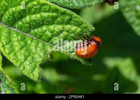 Coltivazione di patate distrutta da larve e coleotteri del Colorado coleottero di patate, Leptinotarsa decemlineata, noto anche come coleottero del Colorado, il TEN-st Foto Stock