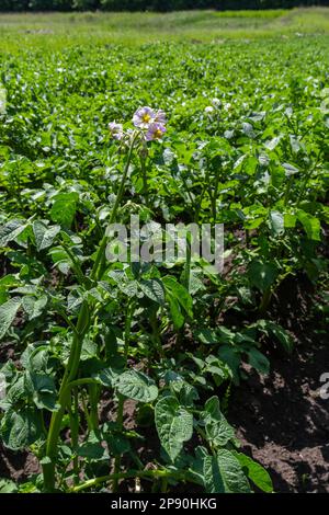 Giovani cespugli di patate in fiore su un campo verde, fattoria, concetto di agricoltura biologica. Foto Stock