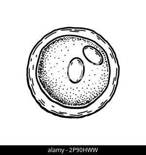 Linfociti del sangue isolati su sfondo bianco. Illustrazione vettoriale per microbiologia scientifica disegnata a mano in stile schizzo Illustrazione Vettoriale