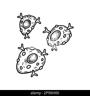 Mastociti isolati su sfondo bianco. Illustrazione vettoriale per microbiologia scientifica disegnata a mano in stile schizzo Illustrazione Vettoriale