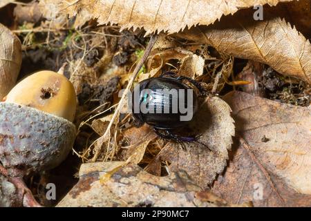 Foresta scarabeo, Anoplotrupi stercorosus, una specie di sterco scarabeo e la sottofamiglia Geotrupinae. Foto Stock