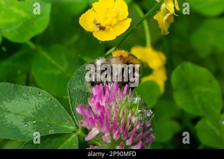 Esemplare isolato di bumblebee su fiore Trifolium pratense, il trifoglio rosso, su fondo naturale. Foto Stock