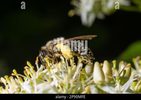 L'ape del miele con un cestino per polline si siede sui fiori bianchi Cornus alba, rosso-abbaiato, bianco o siberiano dogwood. Foto Stock