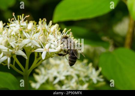 L'ape del miele con un cestino per polline si siede sui fiori bianchi Cornus alba, rosso-abbaiato, bianco o siberiano dogwood. Foto Stock