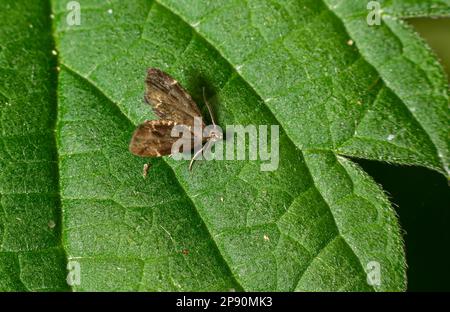 Primo piano di una piccola falena, il comune nettle-tap Anthophila fabbriciciana. Foto Stock