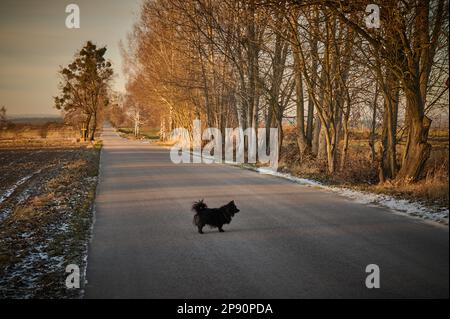Poco frequentata strada asfaltata ai margini della città Foto Stock