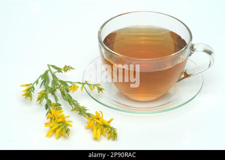 Tee aus Ginster, Ginstertee, Färberginster, Heilpflanze, Färbepflanze, medizinische Verwendung, Heiltee, Kräutertee Foto Stock