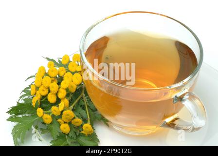 Rainfarntee, Tee aus Rainfarn, Heilpflanze, Heiltee, Kräutertee, Tanecetum vulgare Foto Stock