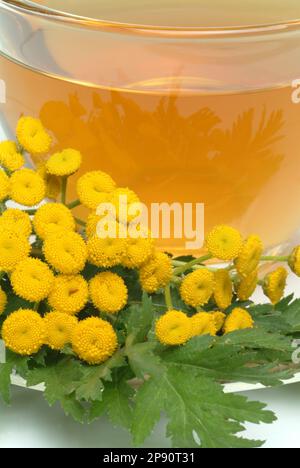 Rainfarntee, Tee aus Rainfarn, Heilpflanze, Heiltee, Kräutertee, Tanecetum vulgare Foto Stock