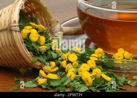 Rainfarntee, Tee aus Rainfarn, Heilpflanze, Heiltee, Kräutertee, Tanecetum vulgare Foto Stock