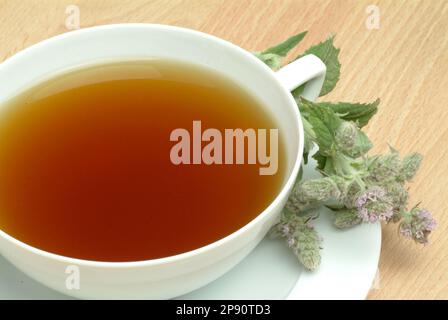 Tee aus Roßminze, Roßminzetee, Aufguß, Heilpflanze, medizinische Verwendung, frische Blätter und Blüten neben der Teetasse, Mentha longifolia, menta s Foto Stock