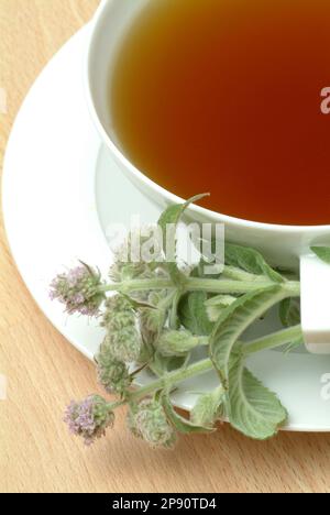 Tee aus Roßminze, Roßminzetee, Aufguß, Heilpflanze, medizinische Verwendung, frische Blätter und Blüten neben der Teetasse, Mentha longifolia, menta s Foto Stock