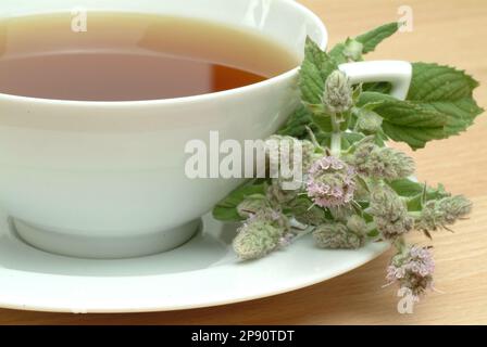 Tee aus Roßminze, Roßminzetee, Aufguß, Heilpflanze, medizinische Verwendung, frische Blätter und Blüten neben der Teetasse, Mentha longifolia, menta s Foto Stock