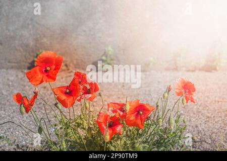 papaveri rossi in fiore lungo la strada in una calda estate Foto Stock