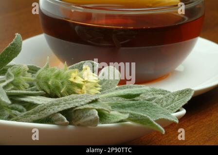 Tee aus griechischer Bergtee, Kräutertee, Heiltee, medizinische Verwendung, Tasse Tee mit frischem Zweig , Sideritis syriaca Foto Stock